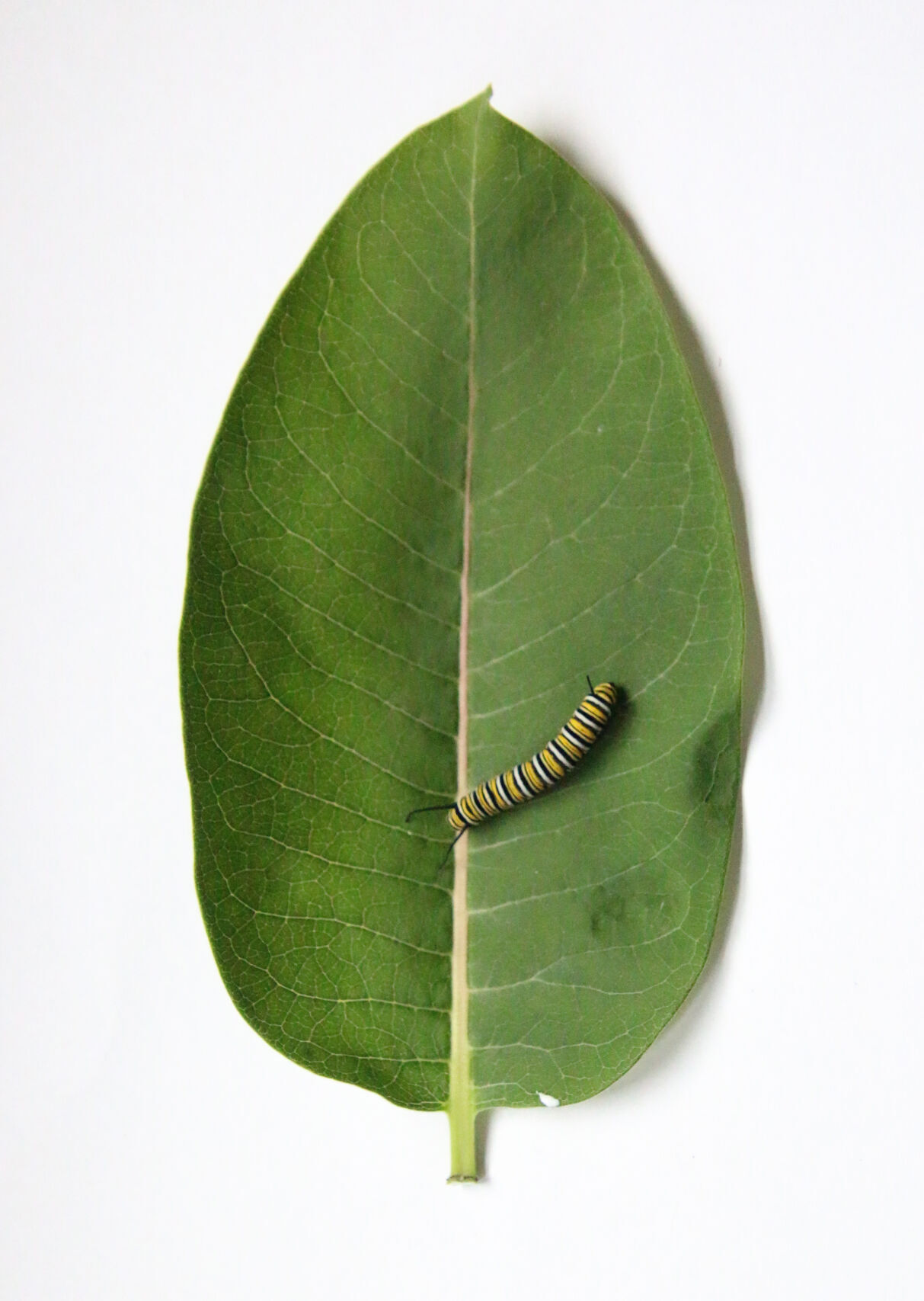 5 things to know about helping monarch butterflies
